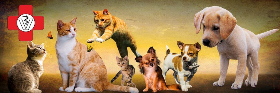 Tiermedizinischer Notdienst